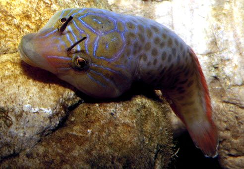 Lepadogaster lepadogaster_004